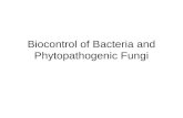 Biocontrol of Bacteria and Phytopathogenic Fungi.