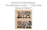 Historical Ethnobotany The Badianus Codex – “The Little Book of Herbs”