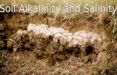 Alkaline and Saline Soils Why do some soils become saline? Precipitation is less than potential evapotranspiration Cations released from mineral weathering.