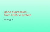 Gene expression… from DNA to protein biology 1. Genes control metabolism Gene expression is a two stage process –transcription –translation Genes consists.
