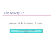 1 Lab Activity 27 Anatomy of the Respiratory System Portland Community College BI 233.