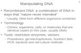 1 Manipulating DNA Recombinant DNA: a combination of DNA in ways that “nature never intended” –Usually, DNA from different organisms combined Terminology.
