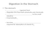 Digestion in the Stomach The stomach: – ______________ ingested food – Degrades this food both physically and chemically – ____________________________.
