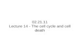02.21.11 Lecture 14 - The cell cycle and cell death.