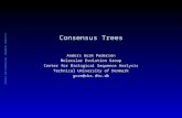 CENTER FOR BIOLOGICAL SEQUENCE ANALYSIS Consensus Trees Anders Gorm Pedersen Molecular Evolution Group Center for Biological Sequence Analysis Technical.