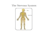 The Nervous System. Divisions of the Nervous System Central Nervous System [CNS] = Spinal Cord Brain Peripheral Nervous System [PNS]= Spinal Nerves.