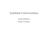 Subtidal Communities Hard Bottom Kelp Forests. Figure 10.22.