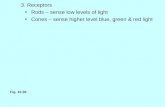 3. Receptors Rods – sense low levels of light Cones – sense higher level blue, green & red light Fig. 10.36.