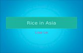 Rice in Asia Lisa Le. Why Rice? Dragon fruit? Why rice in Asia? Most suitable for monsoon climate – 72 percent of food grain – Staple food -> malnourishment?