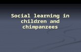 Social learning in children and chimpanzees. Social learning mechanisms  mimicking: learner copies actions with no understanding of underlying goals.
