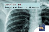 CHAPTER 10 Respiration in Humans. 10.1Why Do Living Things Respire? 10.2Studying Respiration 10.3 Gas Exchange in Humans 10.4How Does Inspired Air Differ.
