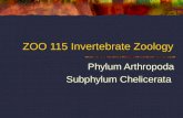 ZOO 115 Invertebrate Zoology Phylum Arthropoda Subphylum Chelicerata.
