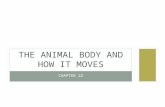 CHAPTER 22 THE ANIMAL BODY AND HOW IT MOVES. INNOVATIONS IN BODY DESIGN Several evolutionary innovations in the design of animal bodies have led to the.