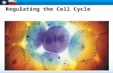 Regulating the Cell Cycle. Learning Objectives  Describe how the cell cycle is regulated.  Explain how cancer cells are different from other cells.
