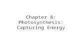 Chapter 8: Photosynthesis: Capturing Energy. Photosynthesis: – absorb and convert light energy into stored chemical energy of organic molecules.