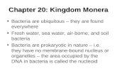 Chapter 20: Kingdom Monera Bacteria are ubiquitous – they are found everywhere Fresh water, sea water, air-borne, and soil bacteria Bacteria are prokaryotic.