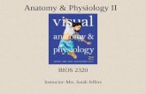 Anatomy & Physiology II BIOS 2320 Instructor: Mrs. Sarah Jeffers.