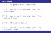 Outline 27.1 Digestion of Proteins 27.2Amino Acid Metabolism: An Overview 27.3Amino Acid Catabolism: The Amino Group 27.4The Urea Cycle 27.5Amino Acid.
