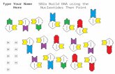 SB2a Build DNA using the Nucleotides Then Print HH HH H HH HH Type Your Name Here.