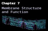 Chapter 7 Membrane Structure and Function. Overview: Life at the Edge The plasma membrane is the boundary that separates the living cell from its surroundings.