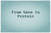 From Gene to Protein. Genes code for... Proteins RNAs.
