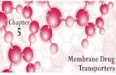 A General Overview The primary function of transporters is to transport endogenous substances, such as hormones, glucose, and amino acids; however, many.