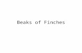 Beaks of Finches. 4 Different Beaks “Clothespin” “Metal Clip” “Plastic Clip” “Tweezers”