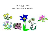 Parts of a Plant and The Life Cycle of a Pla nt. Parts of a Plant.