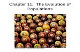 Chapter 11: The Evolution of Populations. 11.1: Genetic Variation Within Populations Objectives: Describe the significance of genetic variation within.