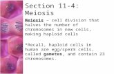 Section 11-4: Meiosis Meiosis – cell division that halves the number of chromosomes in new cells, making haploid cells *Recall, haploid cells in human.