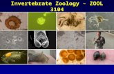 Invertebrate Zoology – ZOOL 3104. Burgess Shale How are fossils made? Animal is buried (dead or alive) –Mud, silt, volcanic ash, or sand Fossils could.