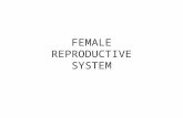 FEMALE REPRODUCTIVE SYSTEM. The female reproductive system consists of the internal reproductive organs and the external genitalia Internal reproductive.