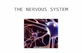 THE NERVOUS SYSTEM. Learning Outcomes C11 – analyse the transmission of nerve impulses –Describe the structure of a neuron –Identify the function of dendrite,