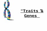 “Traits & Genes ” 6.4 Traits, Genes, and Alleles KEY CONCEPT Genes encode proteins that produce a diverse range of traits.