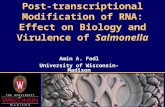 Amin A. Fadl University of Wisconsin-Madison Post-transcriptional Modification of RNA: Effect on Biology and Virulence of Salmonella.