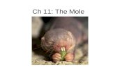 Ch 11: The Mole. Section 11.1 Measuring Matter Dozen= 12 Ream= 500 Pair= 2 Gross= 144.