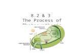 8.2 & 3 The Process of Photosynthesis. Key Questions What happens during the Light Dependent Reactions? What happens during the Light Independent Reactions?