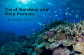 Coral Gardens and Kelp Forests By: Krystal Harris.