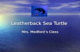 Leatherback Sea Turtle Mrs. Medford’s Class. The Leatherback Sea Turtle The leatherback sea turtle is the largest of all turtles. The leatherback sea.
