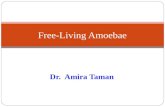 Dr. Amira Taman Free-Living Amoebae. Amoebae Parasitic Pathogenic Entamoeba histolytica Commensal Entamoeba coli Free-living -Naegleria fowleri -Acanthamoeba.