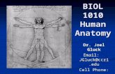 BIOL 1010 Human Anatomy Dr. Joel Gluck Email: JGluck@ccri.edu Cell Phone: 401-952-1345.