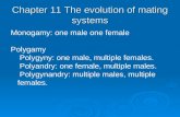 Chapter 11 The evolution of mating systems Monogamy: one male one female Polygamy Polygyny: one male, multiple females. Polyandry: one female, multiple.