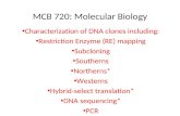 MCB 720: Molecular Biology Characterization of DNA clones including: Restriction Enzyme (RE) mapping Subcloning Southerns Northerns* Westerns Hybrid-select.