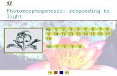17 Photomorphogenesis: responding to light Fig. 1111 2222 3333 4444 5555 6666 7777 8888 9999 10 11 12 13 14 15 16 17 18 Tab. 1111 2222 3333 4444.