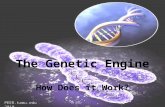 The Genetic Engine How Does it Work? PEER.tamu.edu 2010.