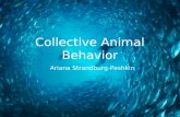 Collective Animal Behavior Ariana Strandburg-Peshkin.