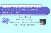 Turnip Yellow Mosaic Virus 3’UTR as a translational enhancer in Saccharomyces cerevisiae Lisa Bauer Microbiology Mentors: Daiki Matsuda Dr. Theo Dreher.