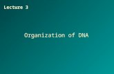 Organization of DNA Lecture 3. Large DNA molecules must be packaged to fit inside the cell and still be functional ! Supercoiling mt DNA and the DNA of.
