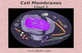 Cell Membranes Chapt 5 . The Cell Membrane.
