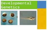 Developmental Genetics. Three Stages of Development division morphogenesis differentiation.
